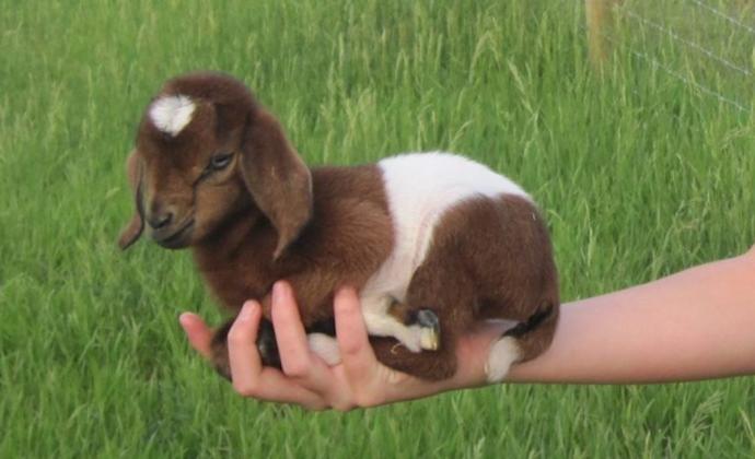 MINOR GOATS