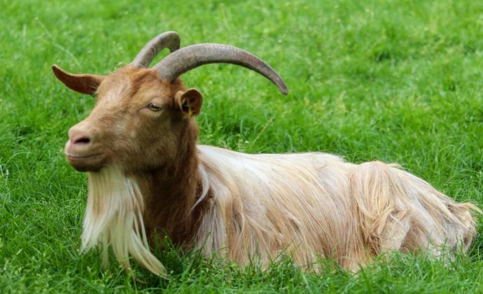 MEGA GOATS