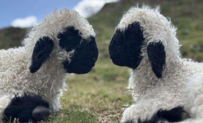 MINOR SHEEP