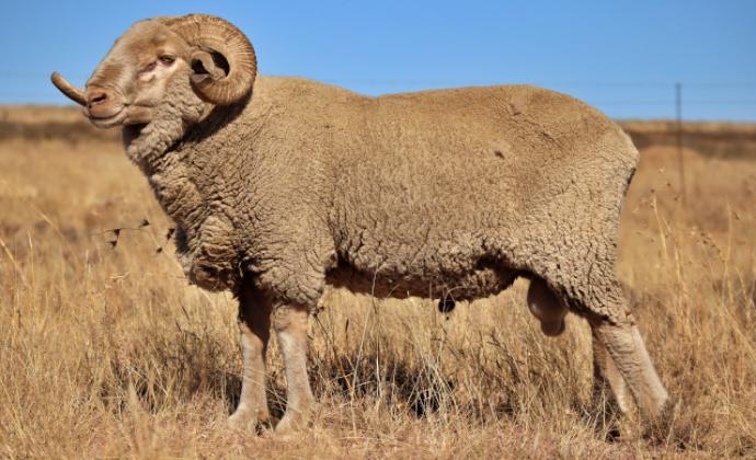 MEGA SHEEP