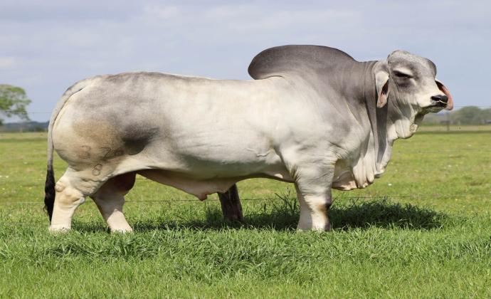 BRAHMAN CATTLE