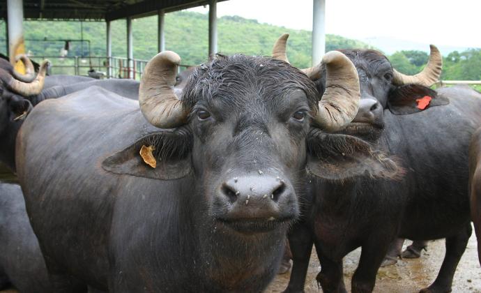 GAME BUFFALO