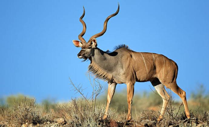 GAME  KUDU
